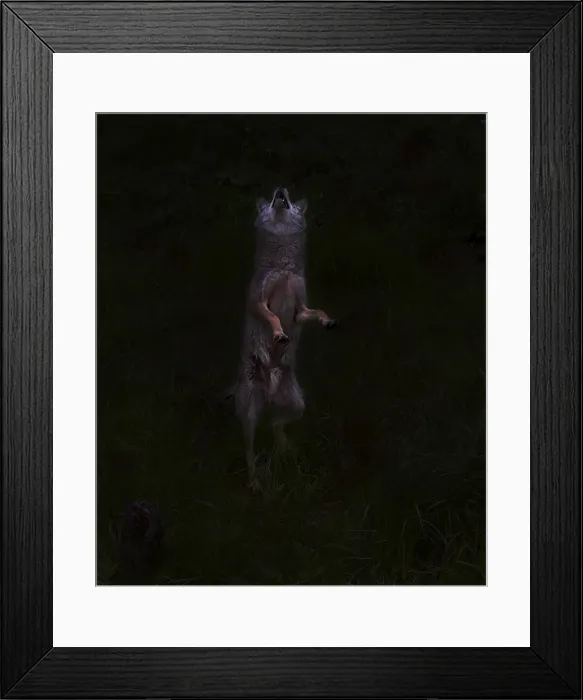 Framed Print : Bark at moon Framed Print : Bark at moon