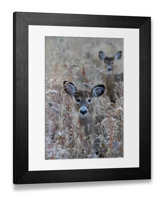 Framed Print : Deers in dried grass field Framed Print : Deers in dried grass field