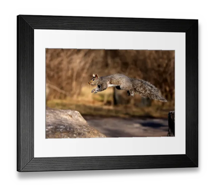 Framed Print : Grey squirrel Framed Print : Grey squirrel