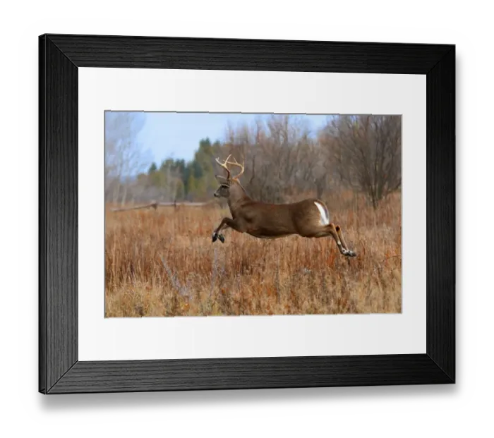 Framed Print : White tailed deer Framed Print : White tailed deer