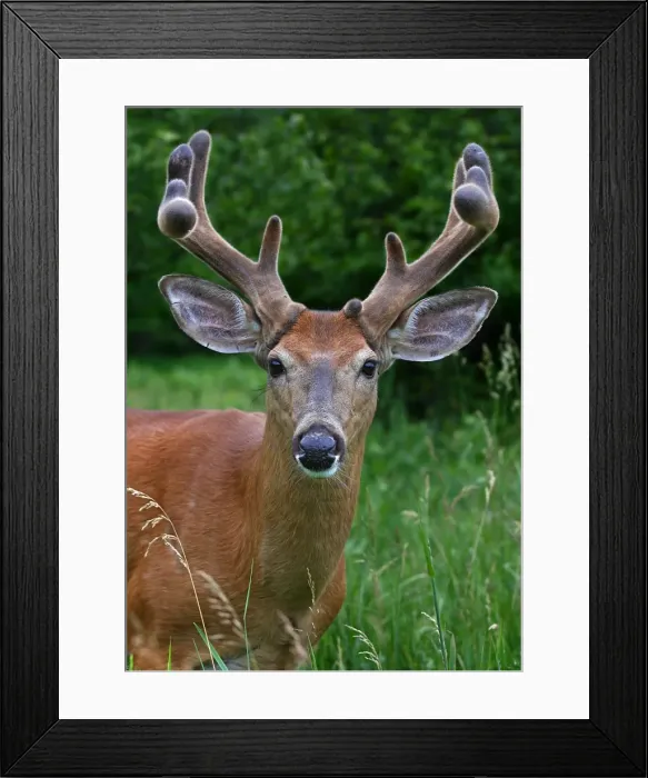 Framed Print : Big antler buck