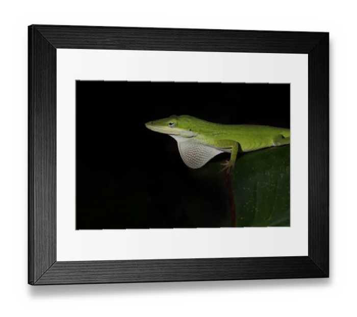 Framed Print : Green Anole Framed Print : Green Anole