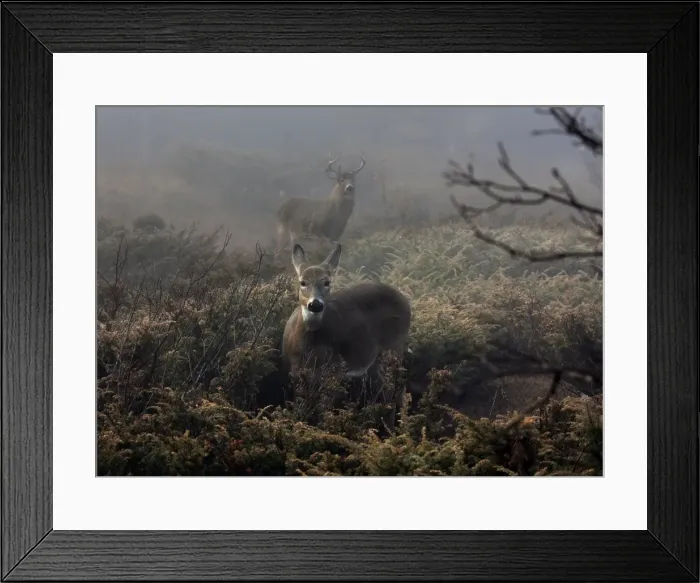 Framed Print : Bucks and doe Framed Print : Bucks and doe