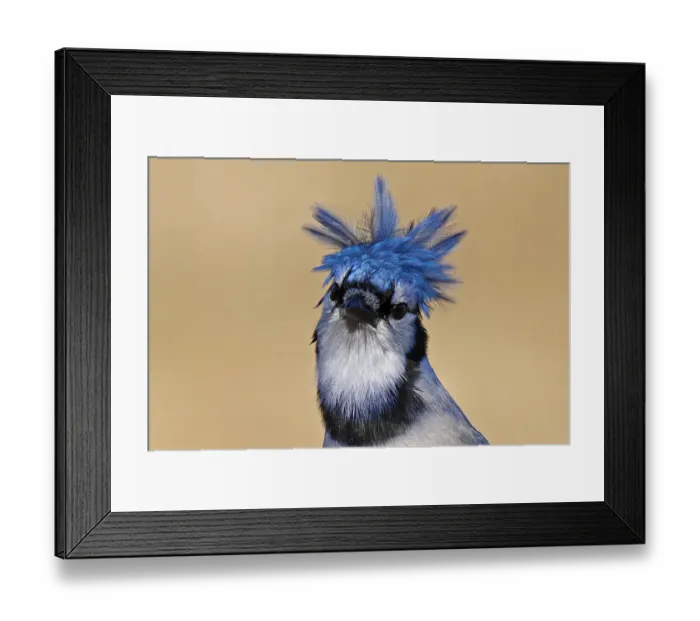 Framed Print : Blue Jay Canadian wildlife