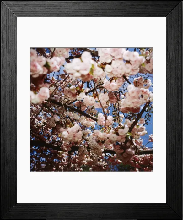 Framed Print : Cherry Blossoms Framed Print : Cherry Blossoms