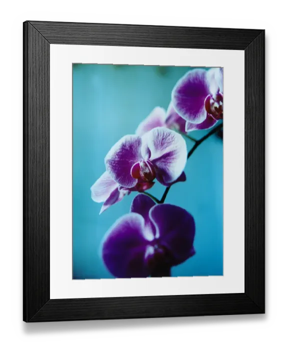 Framed Print : Purple Iris Framed Print : Purple Iris