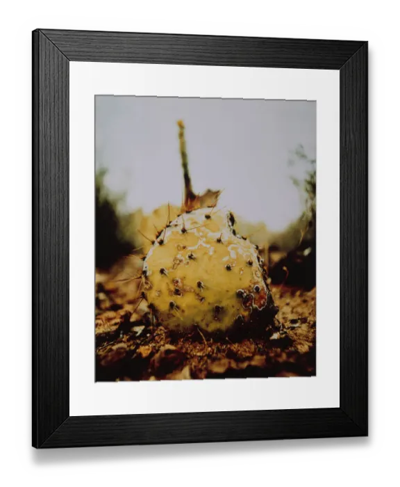 Framed Print : Saguaro Cacti Framed Print : Saguaro Cacti