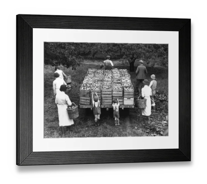 Framed Print : Apples. 15th September 1937: Apples being gathered at Jacksbridge Farm