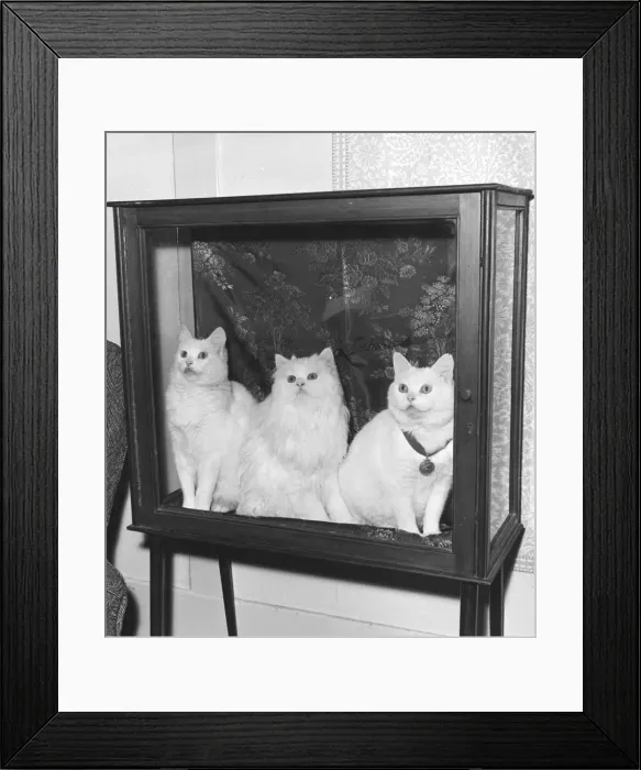 Framed Print : Prize Cats Framed Print : Prize Cats