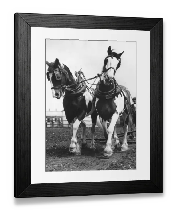 Framed Print : Ex-Drum Horses Framed Print : Ex-Drum Horses