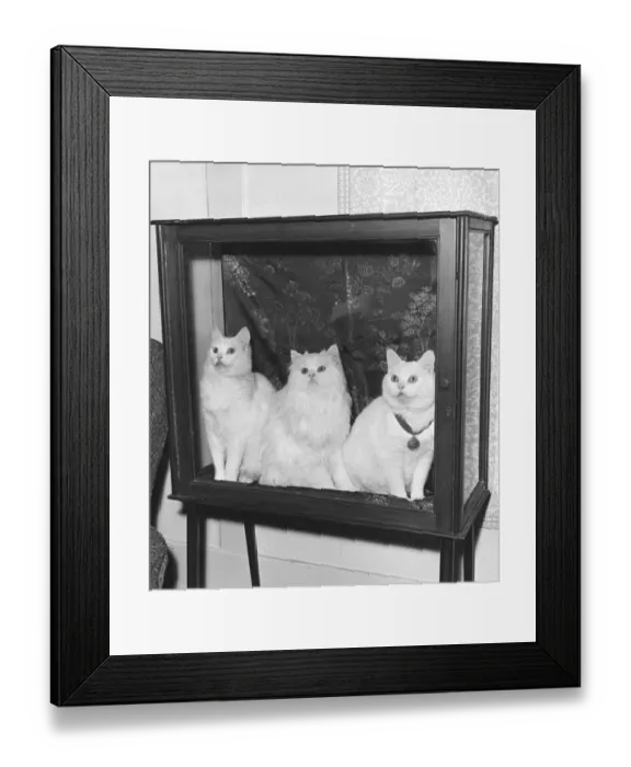Framed Print : Prize Cats Framed Print : Prize Cats