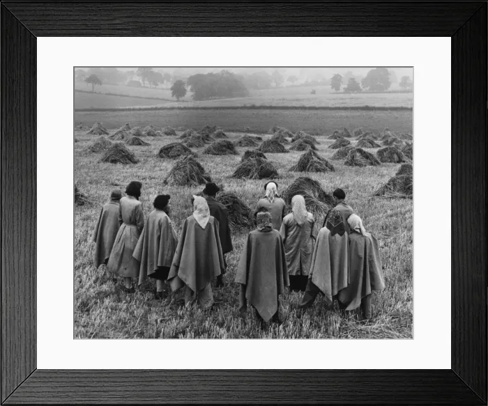 Framed Print : Wet Harvest Framed Print : Wet Harvest