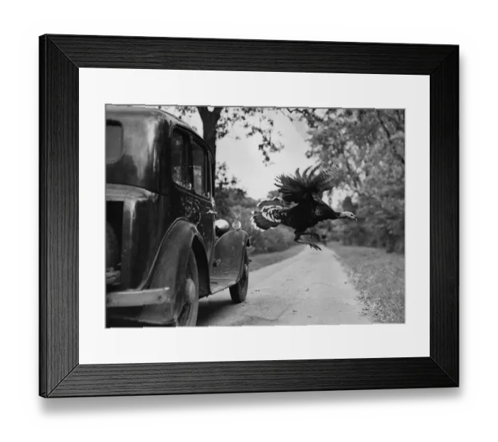Framed Print : Flying Turkey Framed Print : Flying Turkey