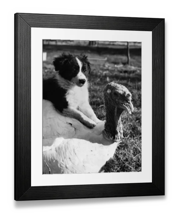 Framed Print : Turkey Jockey Framed Print : Turkey Jockey