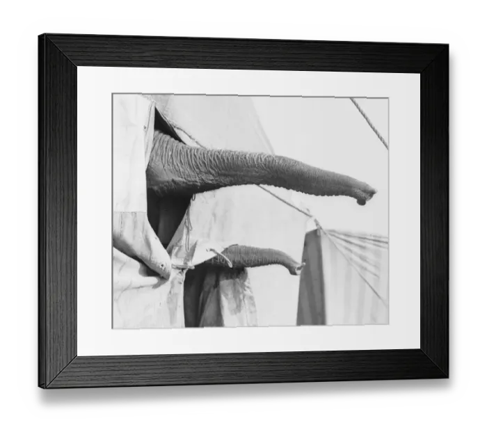 Framed Print : Elephant Trunks Framed Print : Elephant Trunks