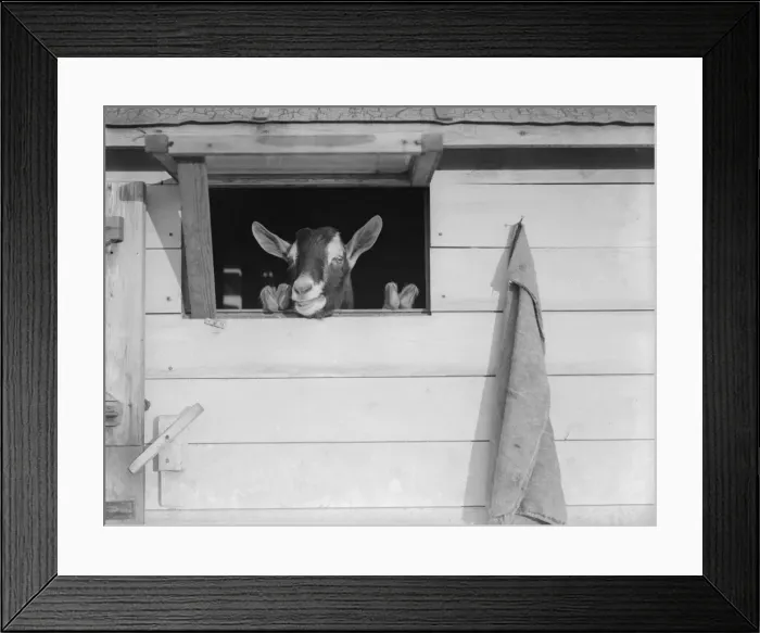 Framed Print : Champion Goat Framed Print : Champion Goat