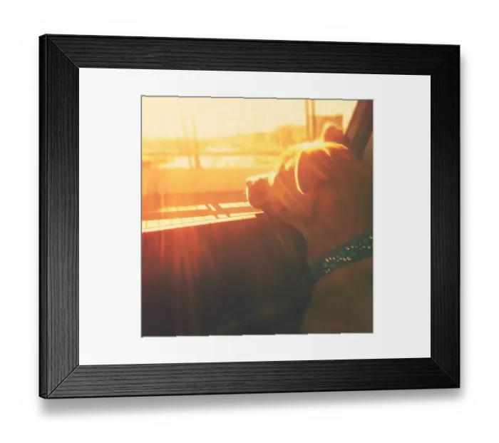 Framed Print : Puppy dog in car head out window sunset sunshine Framed Print : Puppy dog in car head out window sunset sunshine