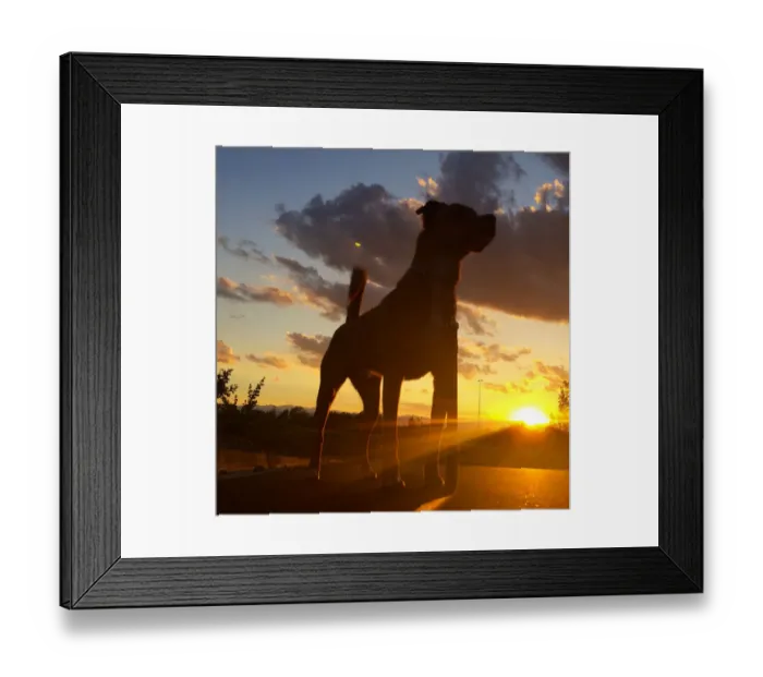 Framed Print : Dog silhouette at sunset looking up at sky Framed Print : Dog silhouette at sunset looking up at sky