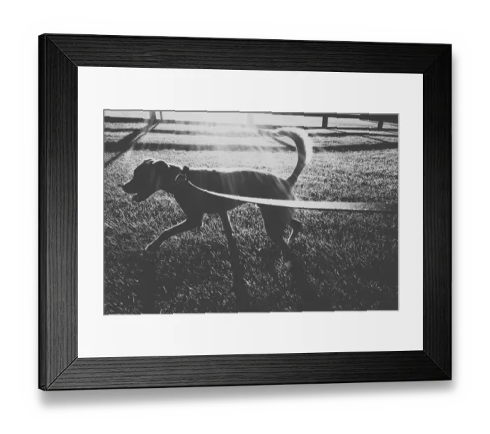 Framed Print : Walking the Dog Framed Print : Walking the Dog