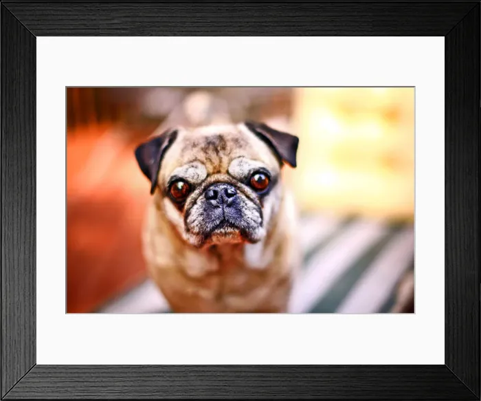 Framed Print : Portrait of Pug dog Framed Print : Portrait of Pug dog