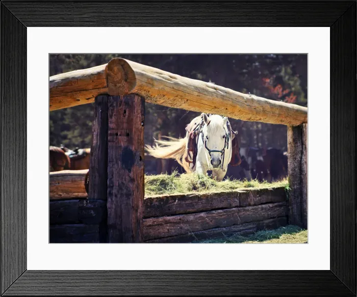 Framed Print : Horse whipping tail on California ranch Framed Print : Horse whipping tail on California ranch