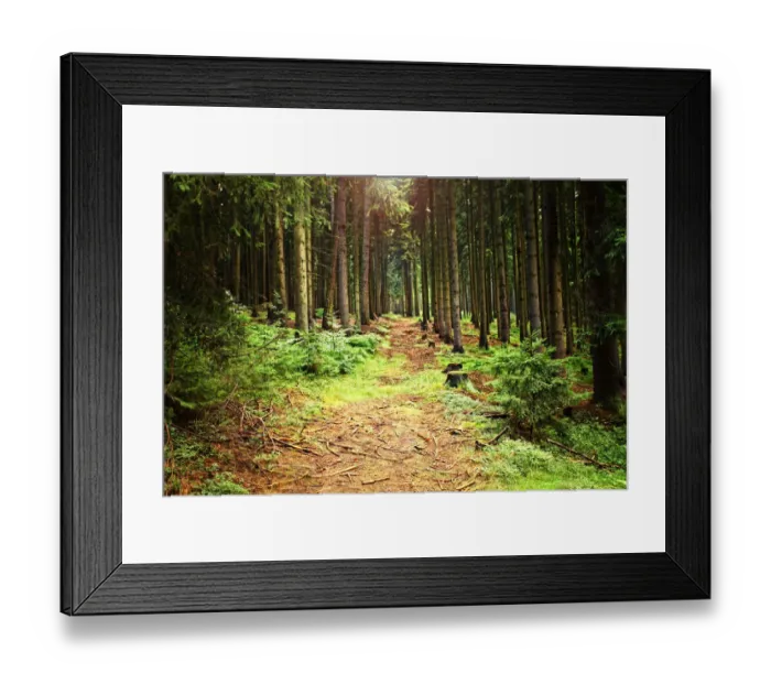 Framed Print : Forest path lit up by sunlight in Czech Republic Framed Print : Forest path lit up by sunlight in Czech Republic