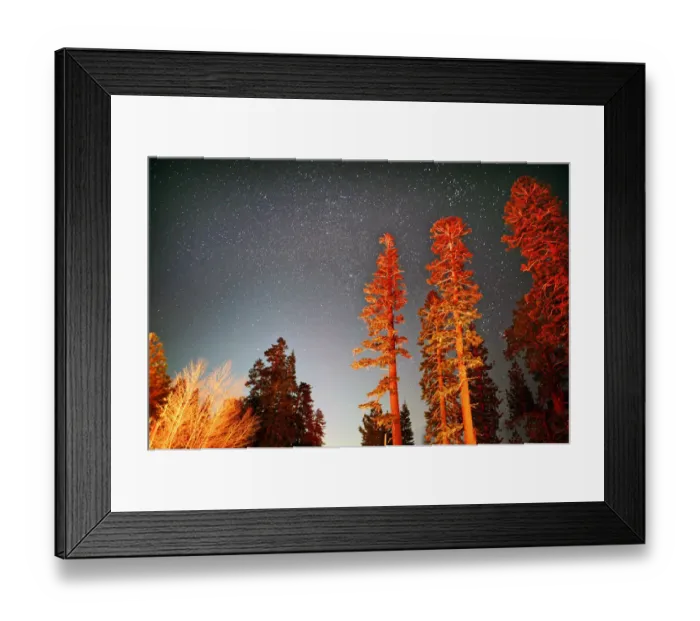 Framed Print : Tall sequoia trees at night under starry sky Framed Print : Tall sequoia trees at night under starry sky