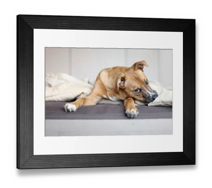 Framed Print : Rescue puppy Framed Print : Rescue puppy