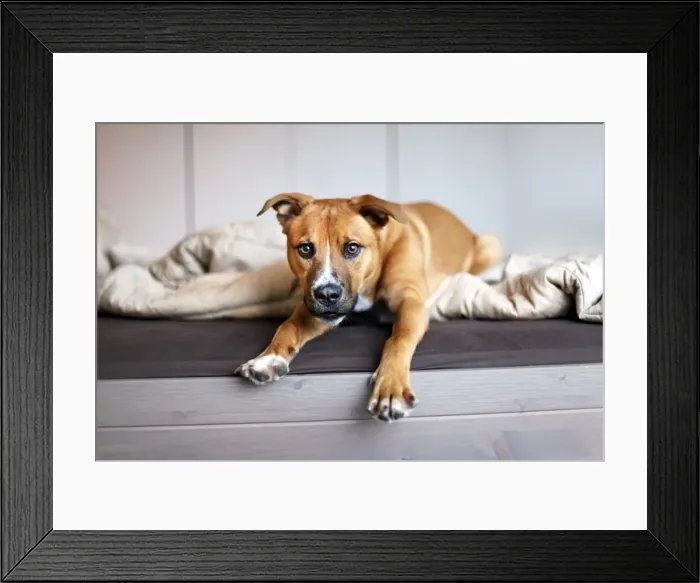 Framed Print : Young rescue puppy stretches out in bed Framed Print : Young rescue puppy stretches out in bed