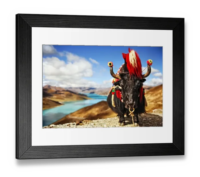 Framed Print : Yak in traditional Tibetan Garments by Lake Framed Print : Yak in traditional Tibetan Garments by Lake