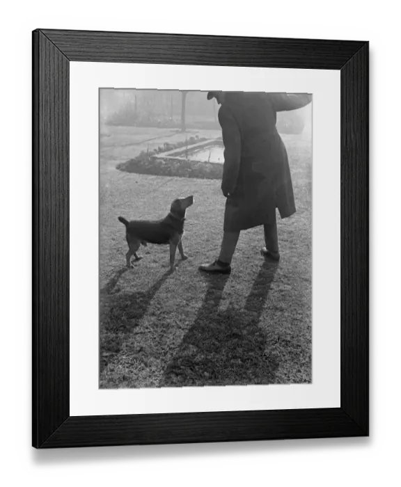 Framed Print : Bad Dog. circa 1930: The sun is low in the sky when a man takes his dog Framed Print : Bad Dog. circa 1930: The sun is low in the sky when a man takes his dog