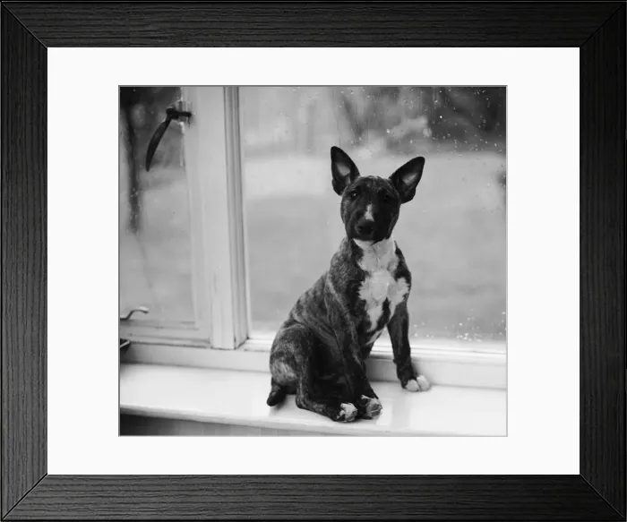 Framed Print : Doggy In The Window Framed Print : Doggy In The Window