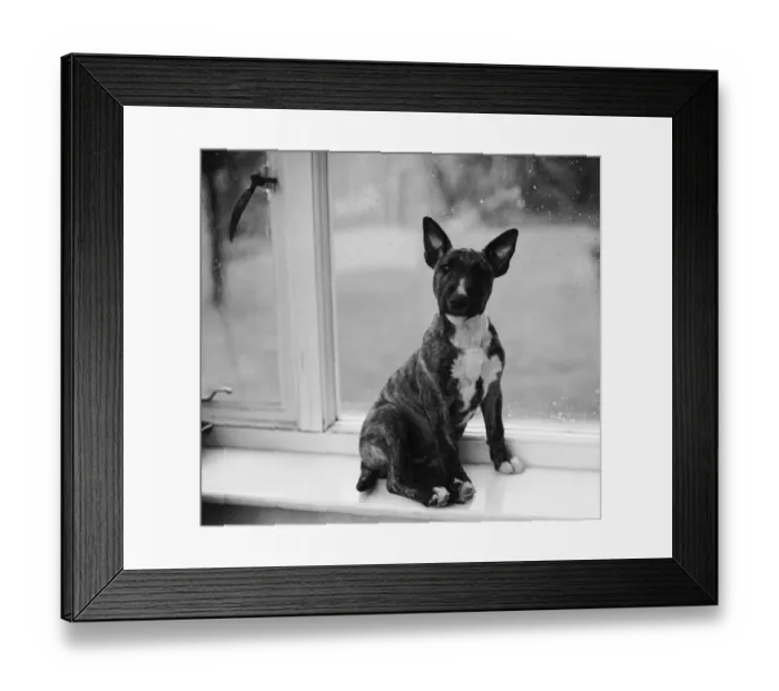 Framed Print : Doggy In The Window Framed Print : Doggy In The Window