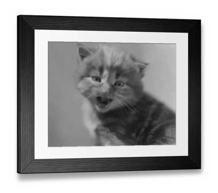 Framed Print : Miaow. circa 1930: A pet kitten cries for attention Framed Print : Miaow. circa 1930: A pet kitten cries for attention