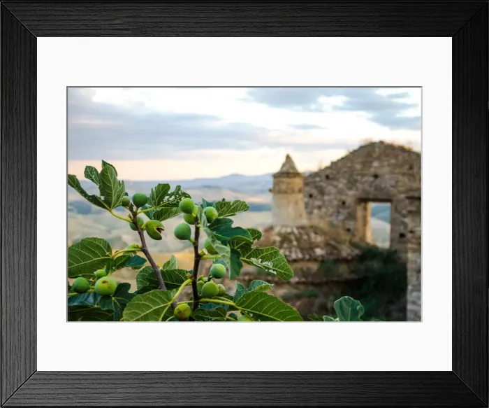 Framed Print : Fig tree in Craco - The ghost town Framed Print : Fig tree in Craco - The ghost town