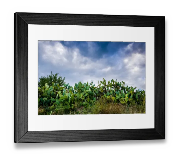 Framed Print : Indian fig opuntia Framed Print : Indian fig opuntia