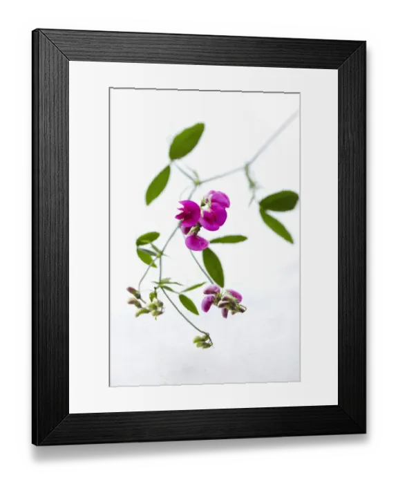 Framed Print : pink sweet pea on white background Framed Print : pink sweet pea on white background