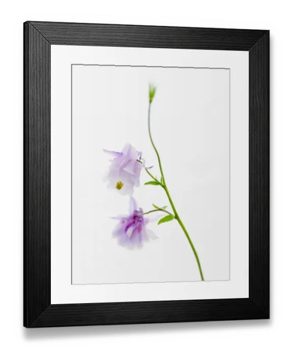 Framed Print : columbine flowers Framed Print : columbine flowers