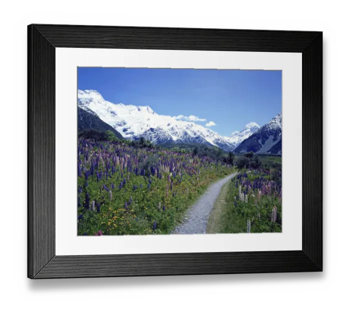Framed Print : Mt Cook and Lupinus Flowers, New Zealand Framed Print : Mt Cook and Lupinus Flowers, New Zealand