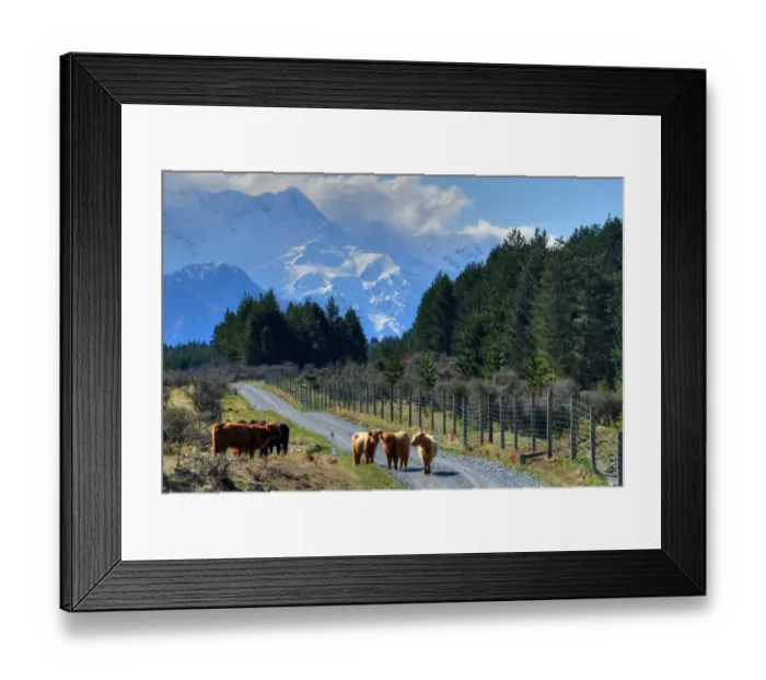 Framed Print : Cattle on road Framed Print : Cattle on road
