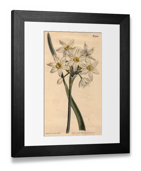 Framed Print : Narcissus. circa 1800: White narcissus. Curtis Botanical Magazine - pub Framed Print : Narcissus. circa 1800: White narcissus. Curtis Botanical Magazine - pub