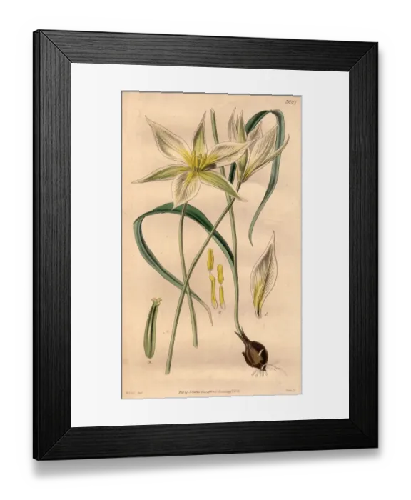 Framed Print : Spring Bulb Framed Print : Spring Bulb