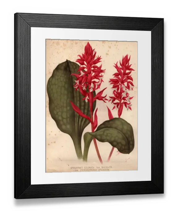 Framed Print : Orchid. circa 1800: The orchid spiranthes colorata, var maculata Framed Print : Orchid. circa 1800: The orchid spiranthes colorata, var maculata