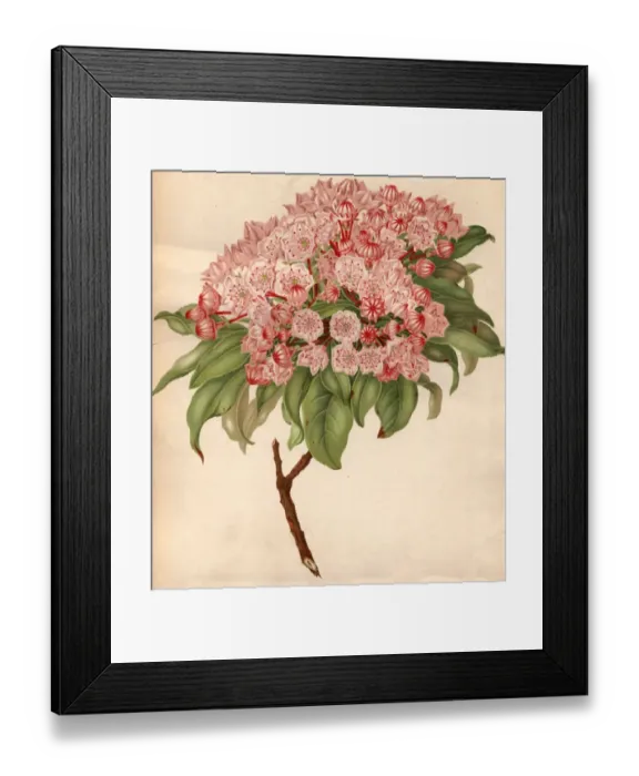 Framed Print : Kalmia Latifolia Framed Print : Kalmia Latifolia