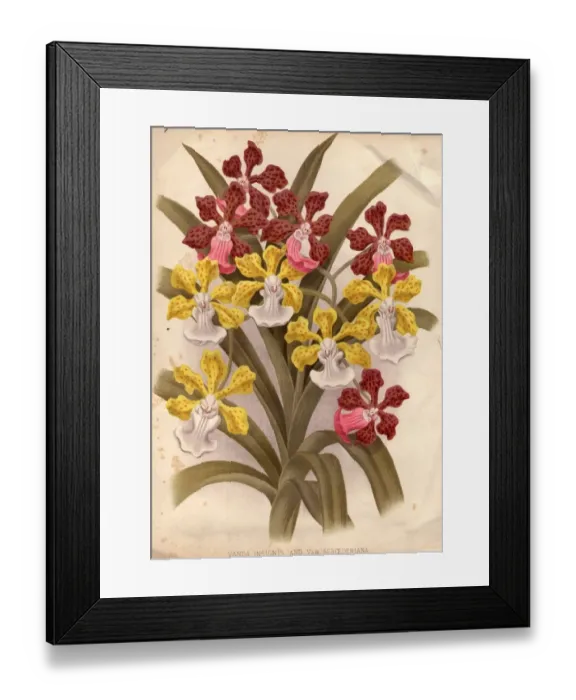 Framed Print : Orchids. circa 1800: Two orchids, vanda insignis and var scroederiana Framed Print : Orchids. circa 1800: Two orchids, vanda insignis and var scroederiana