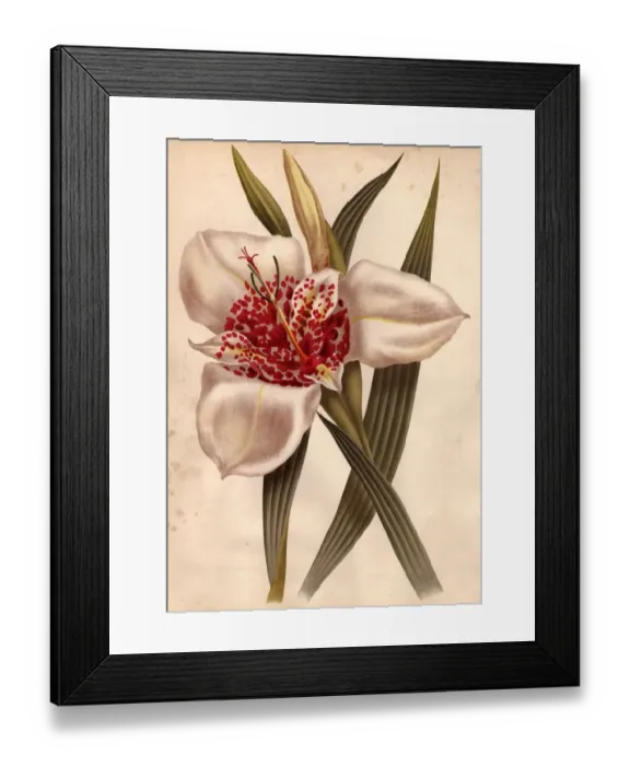 Framed Print : Tiger Lily Framed Print : Tiger Lily