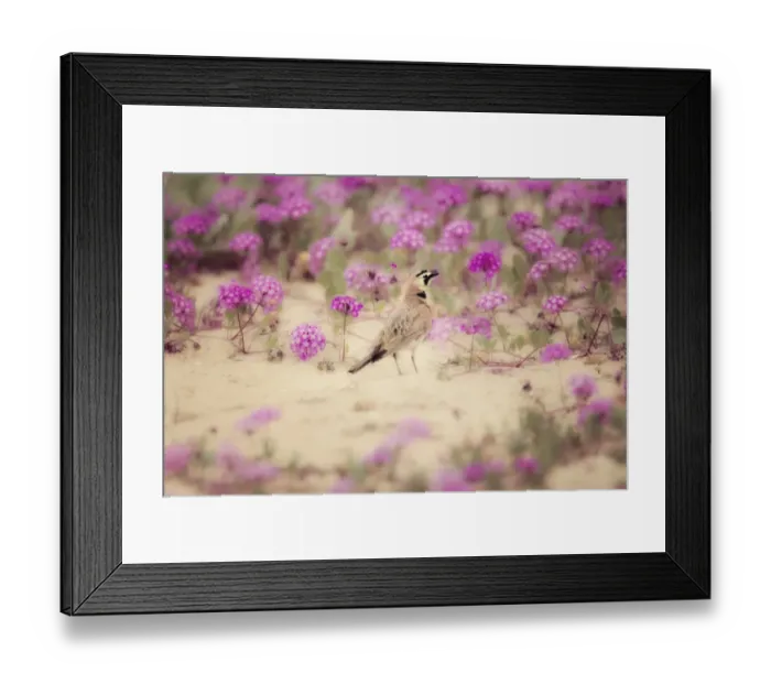Framed Print : Horned Lark in Wildflowers Framed Print : Horned Lark in Wildflowers