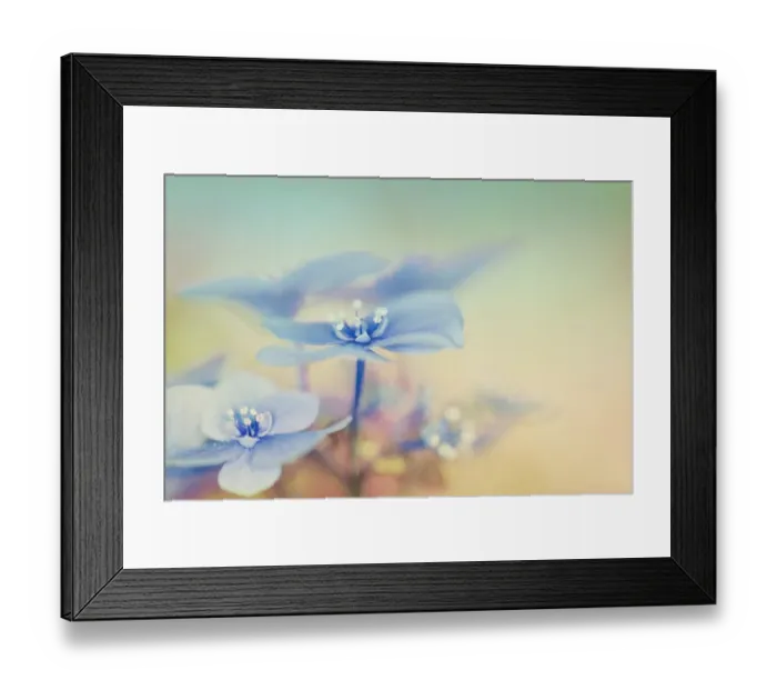 Framed Print : Blue Hydrangea In Garden Window Framed Print : Blue Hydrangea In Garden Window