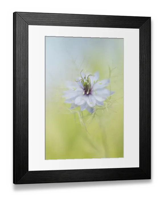 Framed Print : Single Nigella Flower Blossom Framed Print : Single Nigella Flower Blossom