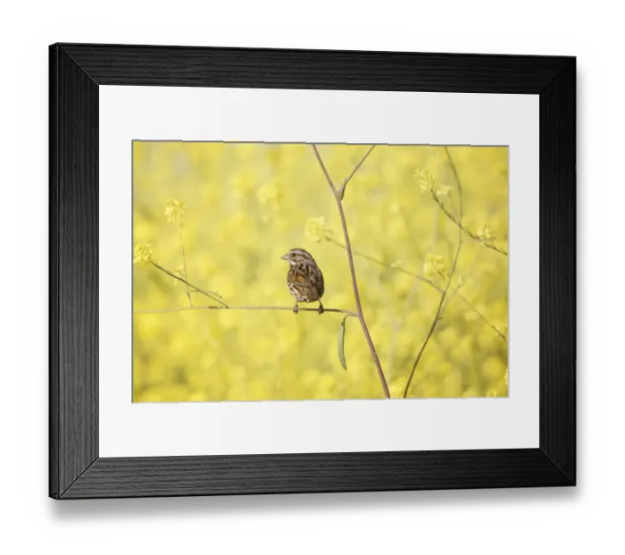 Framed Print : Adult California Coast Song Sparrow Framed Print : Adult California Coast Song Sparrow